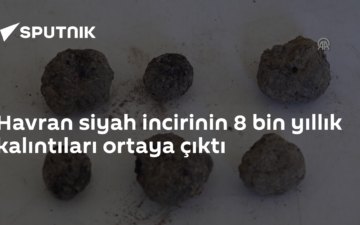 Havran siyah inciri
