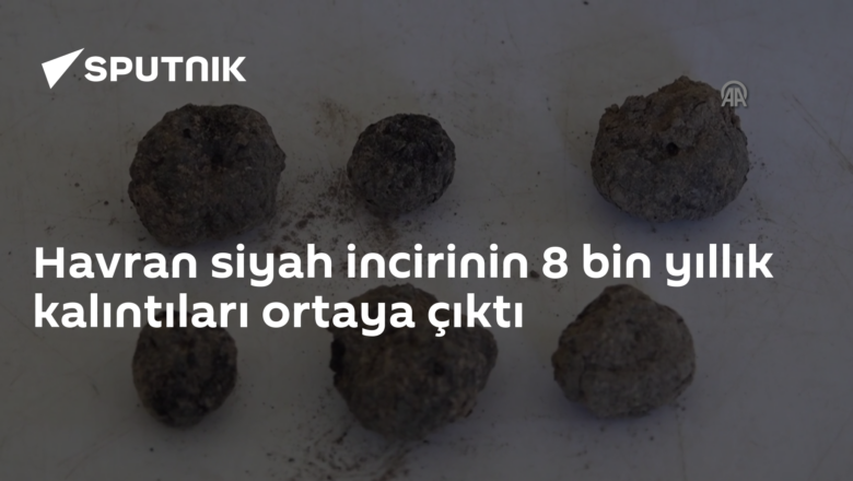 Havran siyah inciri